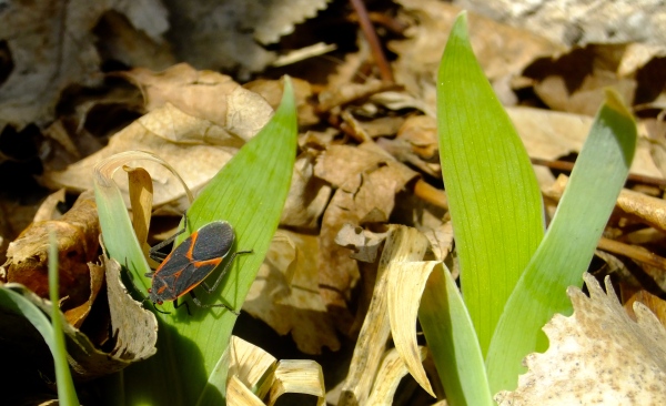 Box Elder Bug & Iris