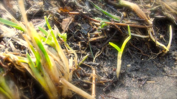 The first grass shoots of spring - at least in my yard.